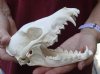 #2 Grade 6-1/2 inch African black backed jackal skull (canis mesomelas) - you are buying the jackal skull pictured for $50