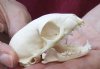 2-1/2 inch African Yellow Mongoose Skull - You are buying the animal skull pictured for $40