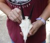 Grey Duiker Skull plate and Horns - horns are 3-1/2 inches long - you are buying the Grey Duiker skull plate pictured for $40