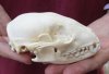 Raccoon Skull measuring 4-3/4 inches long - You are buying the skull shown for $30 (mouth glued shut)