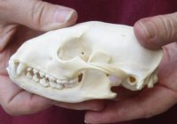 Raccoon Skull measuring 4-3/4 inches long - You are buying the skull shown for $30 (mouth glued shut)