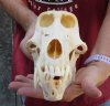 Huge 9 inch Male Chacma Baboon Skull for Sale (CITES 220293) - You are buying this skull pictured for $325.00 (small holes, broken teeth)(Signature Required)