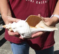 10 inches horse conch for sale, Florida's state seashell, review all photos as you are buying this one for $24