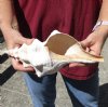 10 inches horse conch for sale, Florida's state seashell, review all photos as you are buying this one for $24