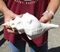 10 inches horse conch for sale, Florida's state seashell - Available for Sale for $24