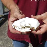 Raccoon Skull measuring 4-1/4 inches long - You are buying the skull shown for $30