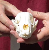 Raccoon Skull measuring 4-1/2 inches long for $30