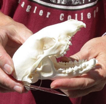 Raccoon Skull measuring 4-1/2 inches long for $14