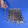 #2 grade 11 to 15 inch Fat, African Porcupine Quills (Hystrix africaeaustralis), 100 piece lot - You are buying the quills pictured for $35 (Holes, discoloration, broken ends)