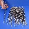 #2 grade 11 to 15 inch Fat, African Porcupine Quills (Hystrix africaeaustralis), 100 piece lot - You are buying the quills pictured for $35 (Holes, discoloration, broken ends)