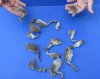 15 piece lot of North American Squirrel feet cured in formaldehyde,  measuring 2 to 4 inches in length - you will receive the feet pictured for $30/lot