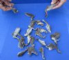 20 piece lot of North American Squirrel feet cured in formaldehyde,  measuring 2 to 4 inches in length - you will receive the feet pictured for $27/lot