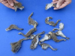 15 piece lot of North American Squirrel feet, 2 to 4 inches - $12/lot