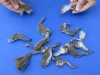 15 piece lot of North American Squirrel feet cured in formaldehyde,  measuring 2 to 4 inches in length - you will receive the feet pictured for $30/lot