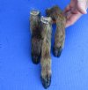 3 piece lot of Wild Boar feet/legs cured in formaldehyde,  measuring 7 to 9 inches in length - you will receive the feet pictured for $20/lot
