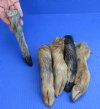 5 piece lot of Wild Boar feet/legs cured in formaldehyde,  measuring 8 to 9 inches in length - you will receive the feet pictured for $50/lot
