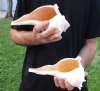 2 pc lot of Lightning Whelks measuring 9 and 9-1/4 inches - You will receive the shells in the photo for $26/lot
