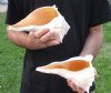 2 pc lot of Lightning Whelks measuring 9 inches - You will receive the shells in the photo for $26/lot