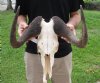 15 inch wide #2 Grade African female Black Wildebeest Skull and Horns - You are buying the black wildebeest skull pictured for $60