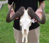 15 inch wide #2 Grade African female Black Wildebeest Skull and Horns - You are buying the black wildebeest skull pictured for $65