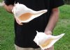 2 pc lot of Lightning Whelks measuring 9 and 9-1/2 inches - You will receive the shells in the photo for $26/lot