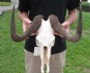 17 inch wide #2 Grade African female Black Wildebeest Skull and Horns - You are buying the black wildebeest skull pictured for $65