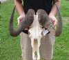 17 inch wide #2 Grade African male Black Wildebeest Skull and Horns - You are buying the black wildebeest skull pictured for $65