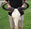 22 inch wide #2 Grade Blue Wildebeest Skull with Deformed Horn - You are buying the skull shown for $60