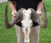 17 inch wide #2 Grade African male Black Wildebeest Skull and Horns - You are buying the black wildebeest skull pictured for $55