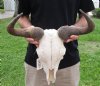 14 inch wide #2 Grade Blue Wildebeest Skull with Deformed Horn - You are buying the skull shown for $60
