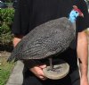 Real Helmeted Guineafowl (Numida meleagrisi) full mount with base 12-1/2 inches tall - You are buying the mount pictured for $300 (Signature Required)
