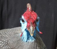 Real Helmeted Guineafowl (Numida meleagrisi) full mount with base 12-1/2 inches tall - You are buying the mount pictured for $300 (Signature Required)
