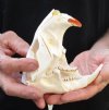 North American Beaver Skull (castor) 5 inches long - You are buying the small animal skull pictured for $25 (missing teeth)