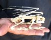 Flying Frog Crafted skeleton measuring approximately 5 inches long - You are buying the frog skeleton in the photo for $78 (extremely fragile, may need to glue broken pieces after shipping)