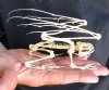 Flying Frog Crafted skeleton measuring approximately 4-1/2 inches long - You are buying the frog skeleton in the photo for $78 (extremely fragile, may need to glue broken pieces after shipping)