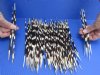 #2 grade 8 to 10 inch Fat, African Porcupine Quills (Hystrix africaeaustralis), 100 piece lot - You are buying the quills pictured for $35 (Holes, discoloration, broken ends)