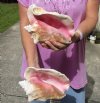 2 piece pink conch shells for sale (with slits in the back) 8 and 8-1/2 inches - Review all photos. You are buying the shells pictured for $18/lot (natural imperfections - calcium, pock marks, chipped edges, broken points)