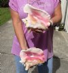2 piece pink conch shells for sale (with slits in the back) 7-1/4 and 7-3/4 inches - Review all photos. You are buying the shells pictured for $18/lot Extra holes (natural imperfections - calcium, pock marks, chipped edges, broken points)