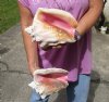 2 piece pink conch shells for sale (with slits in the back) 7-3/4 and 8-1/2 inches - Review all photos. You are buying the shells pictured for $18/lot (natural imperfections - calcium, pock marks, chipped edges, broken points)