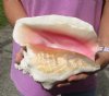 Large pink conch shell for sale (with slits in the back) 9-1/4 inches - Review all photos. You are buying the shell pictured for $14