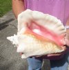 HUGE pink conch shell for sale (with slits in the back) 9-3/4 inches - Review all photos. You are buying the shell pictured for $14