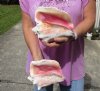 2 piece pink conch shells for sale (with slits in the back) 8 inches - Review all photos. You are buying the shells pictured for $18/lot (natural imperfections - calcium, pock marks, chipped edges, broken points)