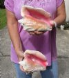 2 piece pink conch shells for sale (with slits in the back) 7-1/2 and 8-1/2 inches - Review all photos. You are buying the shells pictured for $18/lot Extra Holes (natural imperfections - calcium, pock marks, chipped edges, broken points)