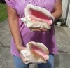 2 piece pink conch shells for sale (with slits in the back) 7-3/4 and 8-1/4 inches - Review all photos. You are buying the shells pictured for $18/lot (natural imperfections - calcium, pock marks, chipped edges, broken points)