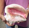 Large pink conch shell for sale (with slits in the back) 9 inches - Review all photos. You are buying the shell pictured for $14