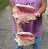 2 piece pink conch shells for sale (with slits in the back) 7-3/4 and 8-1/4 inches - Review all photos. You are buying the shells pictured for $18/lot (natural imperfections - calcium, pock marks, chipped edges, broken points)
