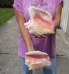 2 piece pink conch shells for sale (with slits in the back) 7-3/4 and 8 inches - Review all photos. You are buying the shells pictured for $18/lot (natural imperfections - calcium, pock marks, chipped edges, broken points)