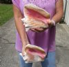 2 piece pink conch shells for sale (with slits in the back) 7-1/2 and 8 inches - Review all photos. You are buying the shells pictured for $18/lot (natural imperfections - calcium, pock marks, chipped edges, broken points)
