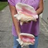 2 piece pink conch shells for sale (with slits in the back) 7-3/4 and 8-3/4 inches - Review all photos. You are buying the shells pictured for $18/lot Extra hole (natural imperfections - calcium, pock marks, chipped edges, broken points)