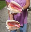 2 piece pink conch shells for sale (with slits in the back) 7-1/2 and 8-1/2 inches - Review all photos. You are buying the shells pictured for $18/lot (natural imperfections - calcium, pock marks, chipped edges, broken points)